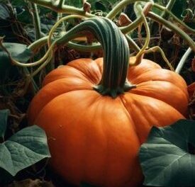 How to grow the perfect Halloween pumpkin