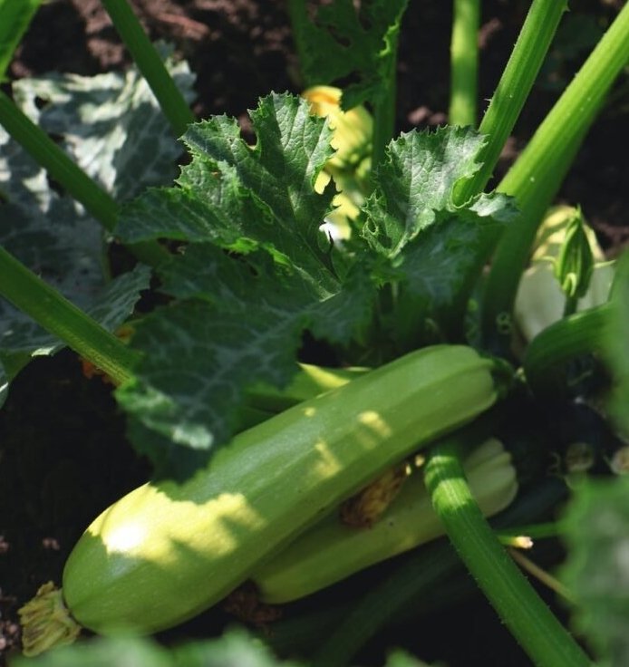 Zucchinis are easy to grow and are prolific growers