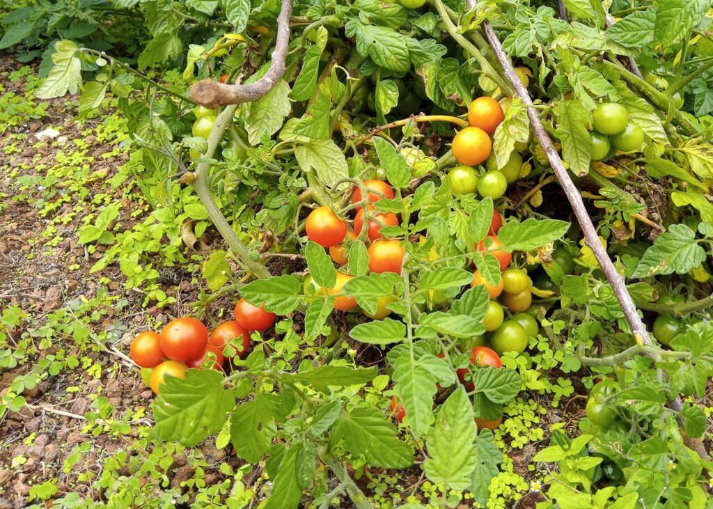 Growing tomatoes for beginners