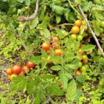 The Complete Guide to Growing Tomatoes – Backyard Vegetable Gardening for Beginners