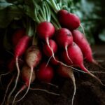 The Complete Guide to Growing Radishes – Backyard Vegetable Gardening for Beginners