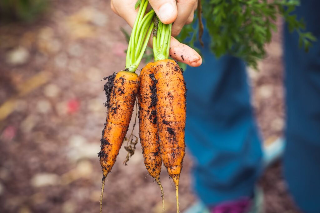 Carrots can be grown in poor soil