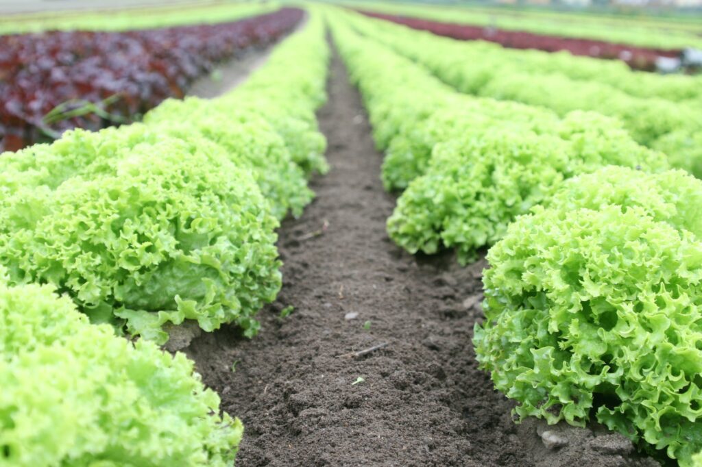 Lettuces are easy vegetables to grow 