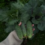 The Complete Guide to Growing Cucumbers – Backyard Vegetable Gardening for Beginners